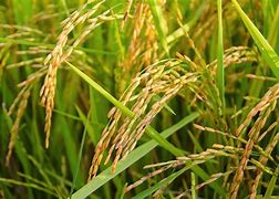 Beautiful picture of rice field